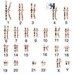 Genes de la Fibrosis Quística
