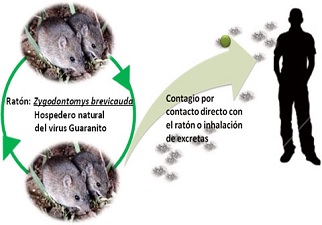 Gráfico donde se explica la transmisión del Hantavirus