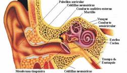Imagen interna del oído con Hipoacusia