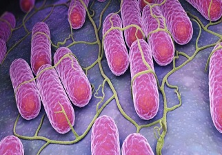 La bacteria de la Salmonella