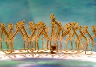 Larvas de mosquito del género 'Culex' en agua estancada, que transmiten la enfermedad del Virus del Nilo Occidental (Fuente: James Gathany / CDC)