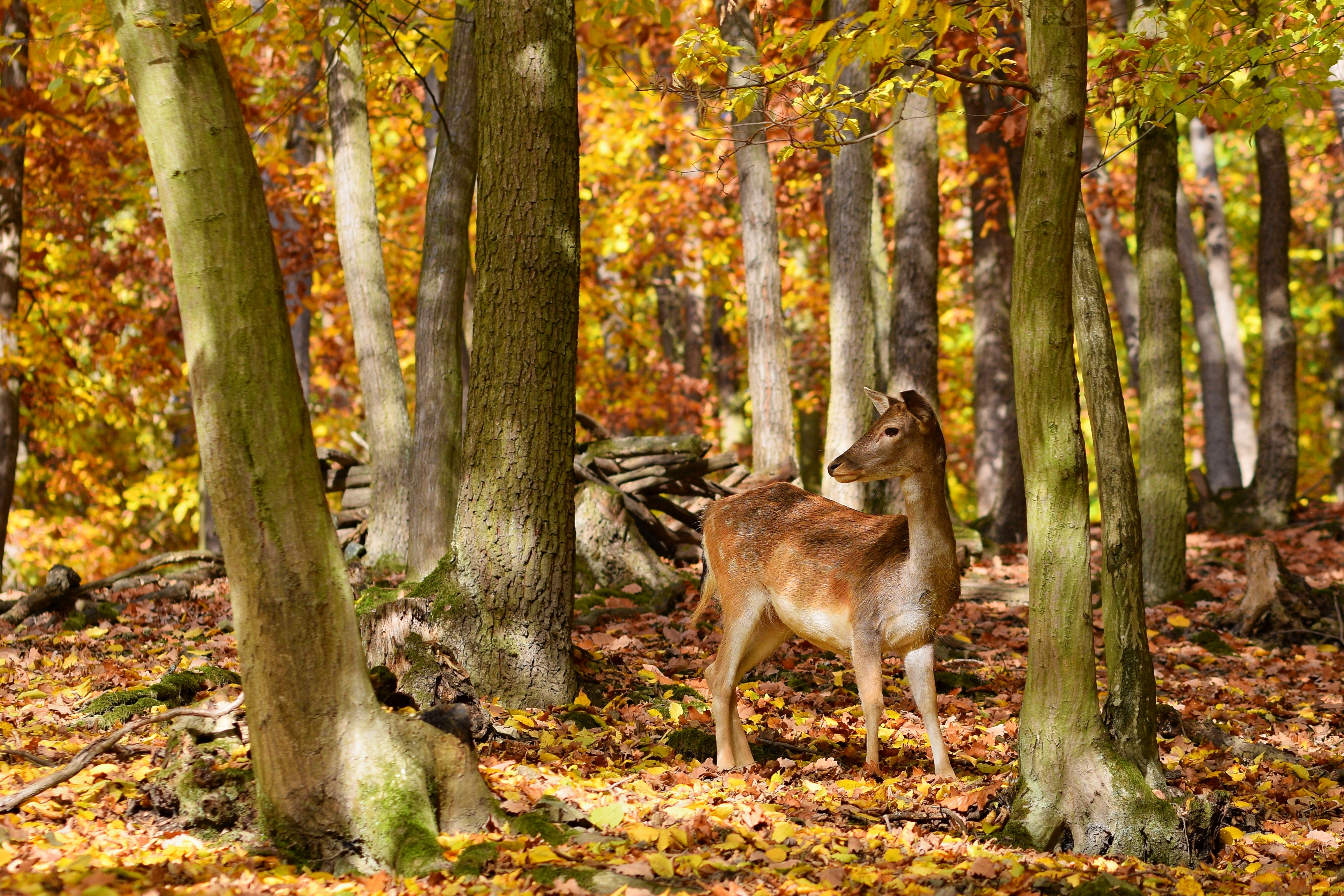 Ciervo en medio de un bosque en otoño