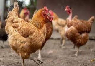 Unas gallinas que podrían estar infectadas con la Gripe Aviar