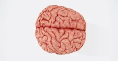 Cerebro