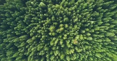 bosque sostenibles