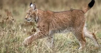 Lince Ibérico