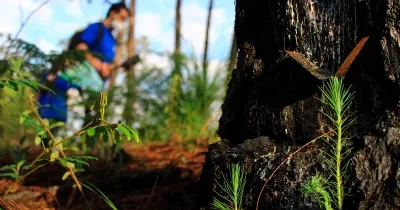 Voluntario realizando el el bosque una reforestación con nuevos brotes de árboles
