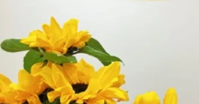 Banner de la campaña GIRASOLES SOLIDARIOS de Fundación ONCE