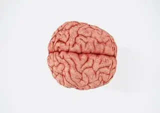 Cerebro