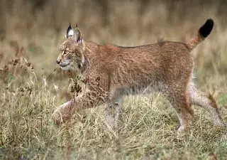 Lince Ibérico