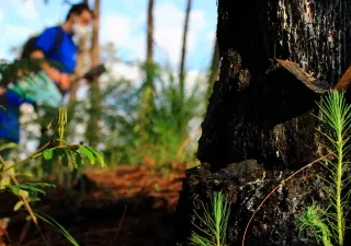 Voluntario realizando el el bosque una reforestación con nuevos brotes de árboles