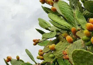 Plantas de un cactus que sobrevive al cambio climático
